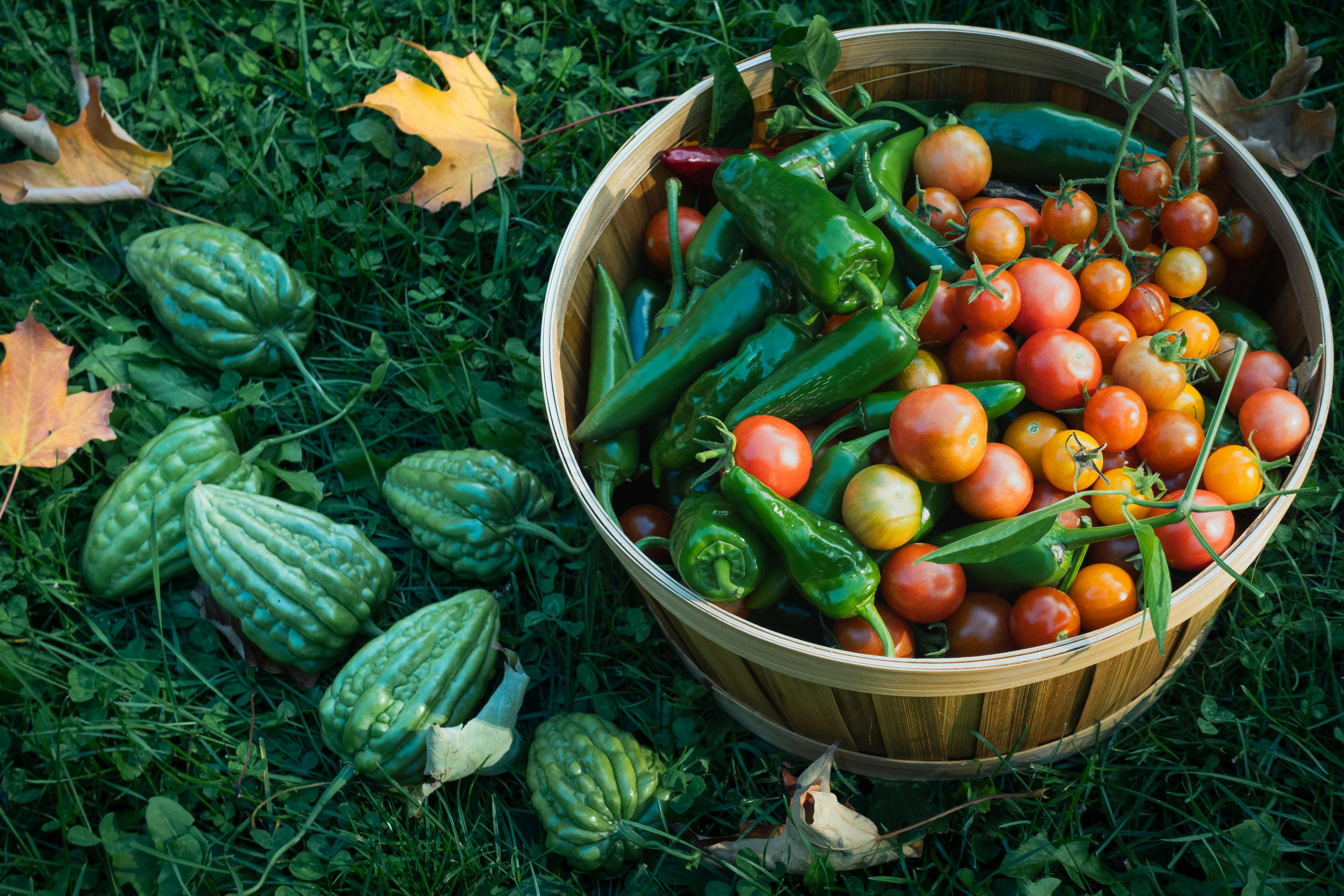 https://greennutri.tw/